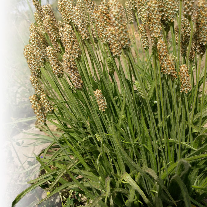 psyllium prebiotikum